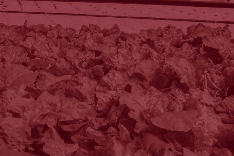 BDK - Organic Farming